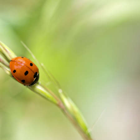 Close-up of a bug over a blurred background