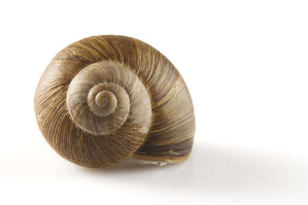 Snail isolated over a white backgroundの写真素材