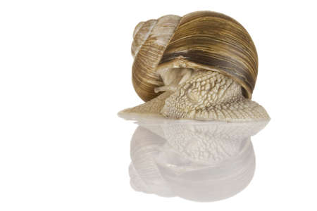Snail isolated over a white backgroundの写真素材