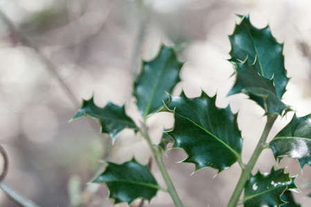 Ilex leaves over a blurred background