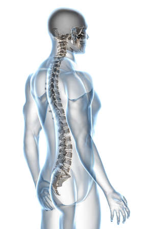 X-ray male anatomy isolated over a white backgroundの写真素材