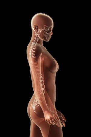 X-ray female anatomy over a black backgroundの写真素材