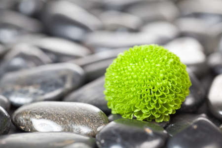 Green flower close-up with black stonesの写真素材