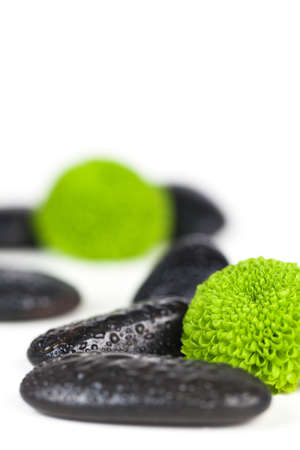Green flowers with black stones isolated on whiteの写真素材
