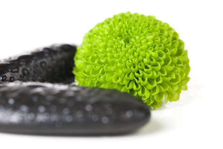 Green flowers with black stones isolated on whiteの写真素材