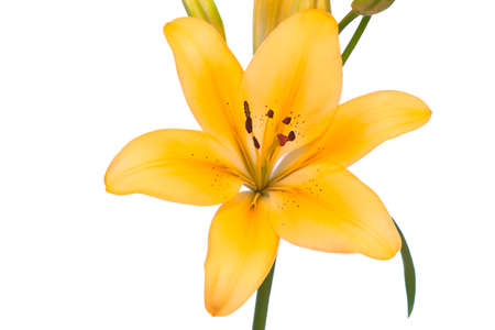 Close-up of a lily flower isolated over a white backgroundの写真素材