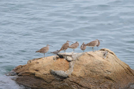 seabirds on a rock in Japanの写真素材