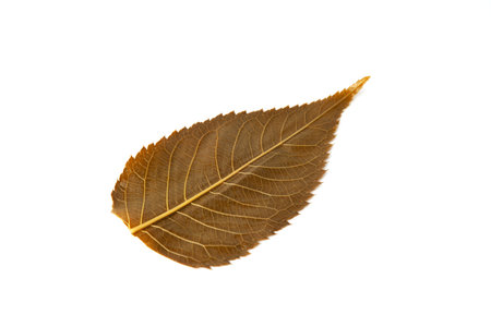 edible salted sakura leaf on white backgroundの写真素材