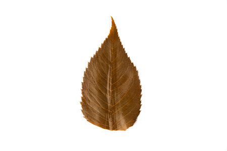 edible salted sakura leaf on white backgroundの写真素材