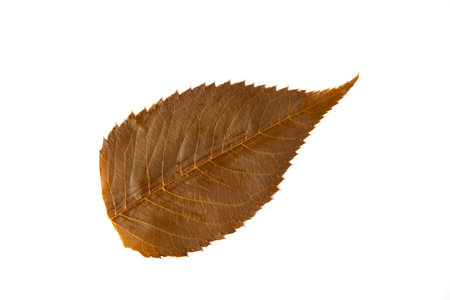 edible salted sakura leaf on white backgroundの写真素材