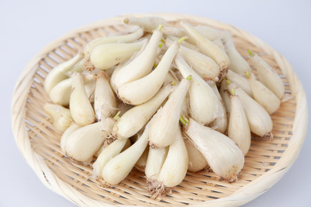 raw bulbs of Japanese leek Chinese onion isolated on white backgroundの写真素材