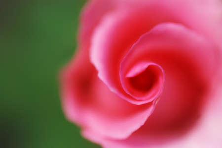 close-up of a pink rose on green backgroundの写真素材