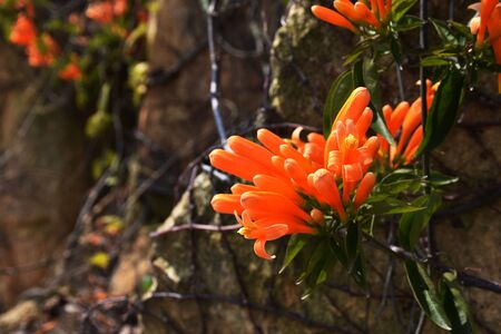 flower blossomの写真素材