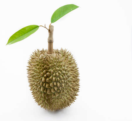 Durian with leafs on white  background