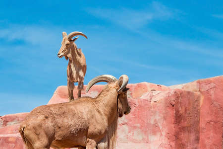 Two ram goats with big horns and brown fur , standing on red rocksの写真素材
