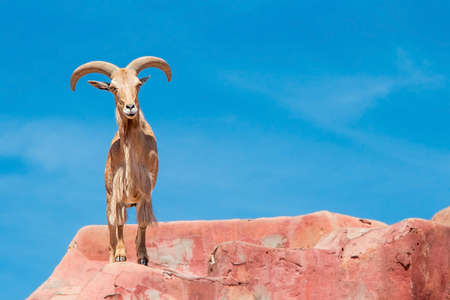 Ram goat with big horns and brown fur , standing on red rocksの写真素材