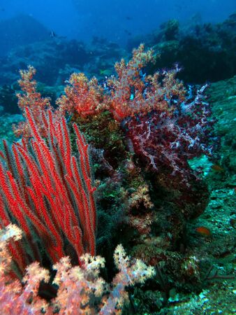 Underwater Similan Islandsの写真素材