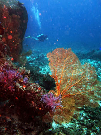 Underwater Similan Islandsの写真素材