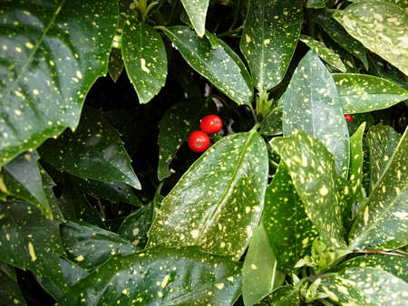 green backgroundの写真素材