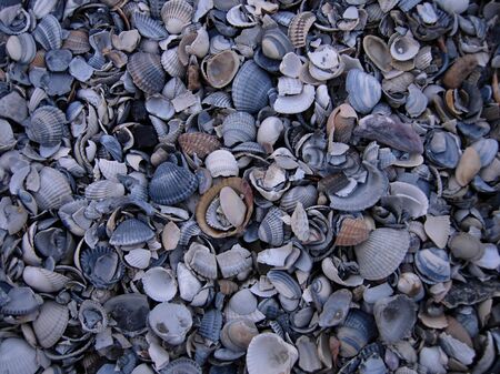  shells background