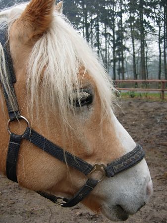 horseの写真素材