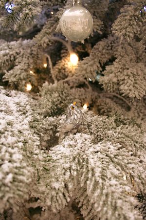 silver treeの写真素材