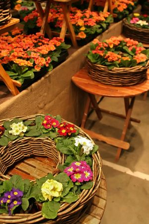 violets in interior as flower decorationの写真素材