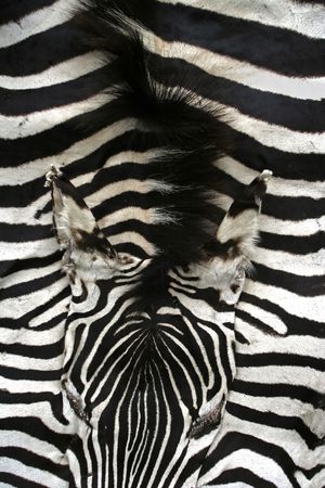killed wild animal for design decoration の写真素材