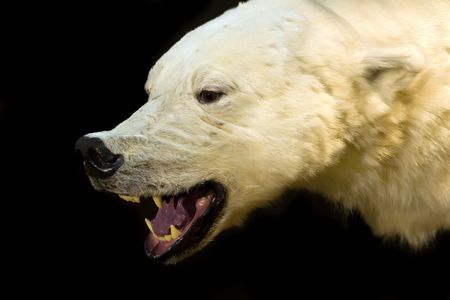 troffer of polar bear in interiorの写真素材