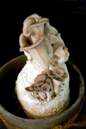 garden mushrooms for home decorationの写真素材