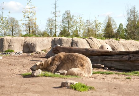 sleeping on grond polar bearの写真素材