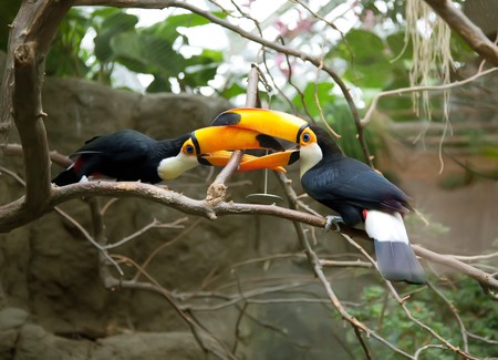 two toucans playing on threeの写真素材