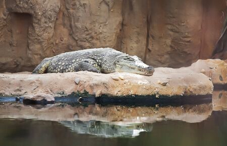 rest time for crocodilの写真素材