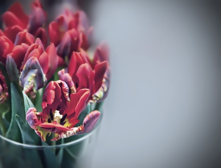 post card of tulips composition with copy space for text の写真素材