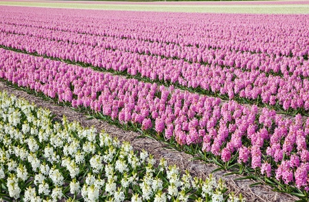 flowers field の写真素材