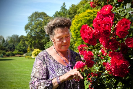 old woman in garden with rosesの写真素材