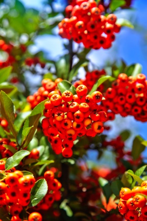 red wild berries in  park by autumn
