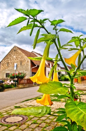 view of august in Swiss typical village の写真素材