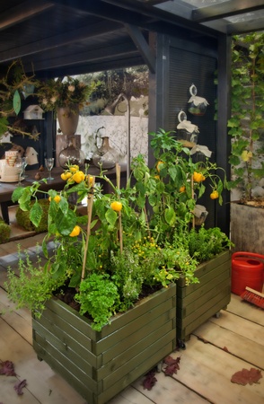 pepper plants in seasonal home gardenの写真素材