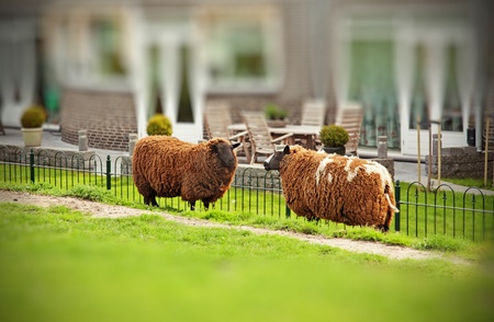houses and green field with farm sheep の写真素材
