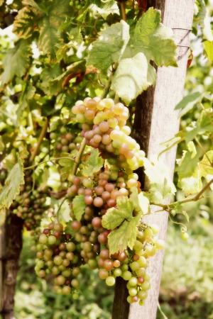harvest season by wine fieldの写真素材