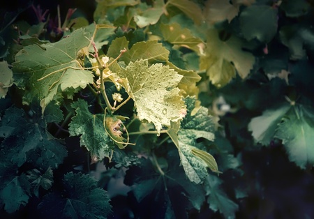 wine plants after summer rain の写真素材