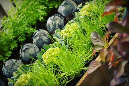 home garden with seasonal harvestの写真素材