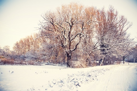 tree silhouette in winter dutch parkの写真素材