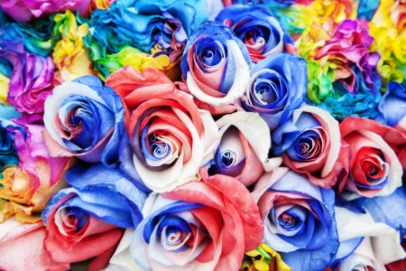 colored roses background in soft lightの写真素材