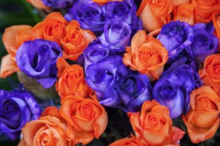 roses background in soft lightの写真素材