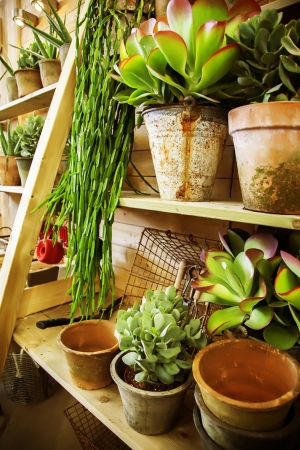 home plants on wooden terrace  の写真素材
