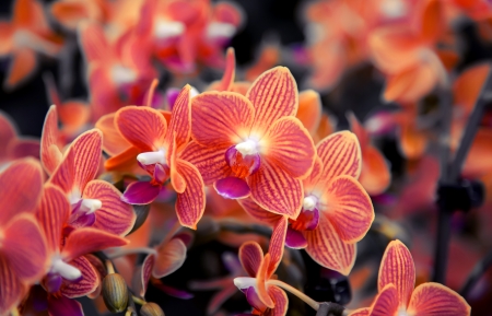 warm color of orchid backgroundの写真素材
