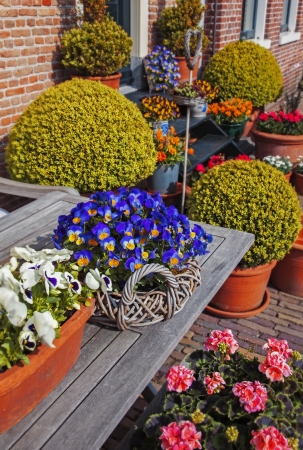 spring flowers decoration by houseの写真素材