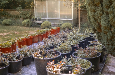 plant pots by home greenery の写真素材